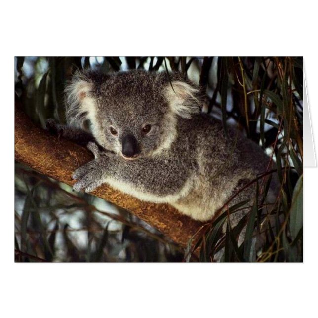 Cartão Koala Bear (Frente horizontal)