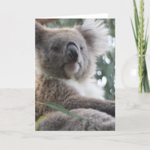 Cartão Koala Bear Facts Greeting Card