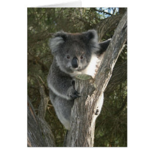 Cartão Koala bonito que escala uma árvore