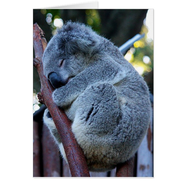 Cartão Koala da torta de Cutie (Frente)