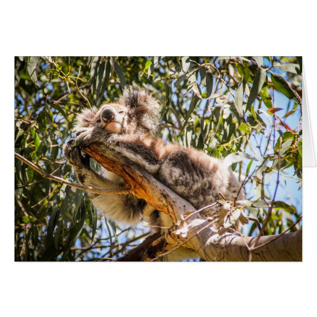 Cartão Koala de descanso (Frente Horizontal)