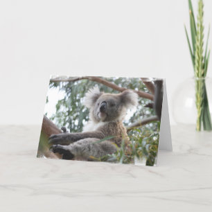 Cartão Koala Greeting Card