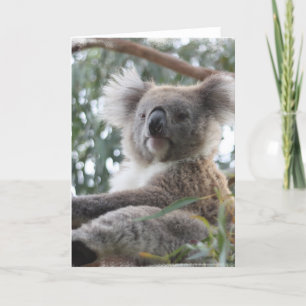 Cartão Koala Greeting Card