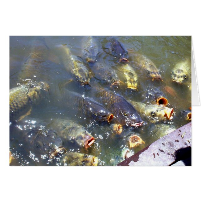 Cartão Koi (Frente Horizontal)