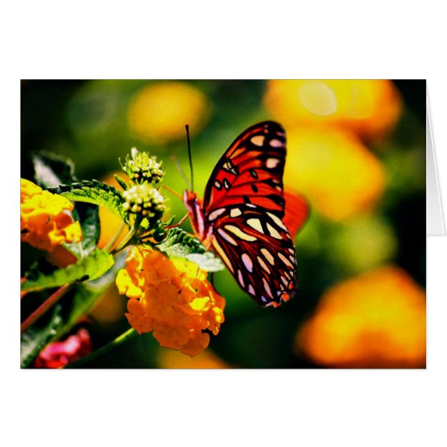 Cartão Koinonia   "bolsa de estudo no trajeto " (Frente Horizontal)