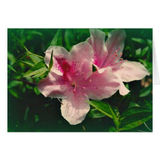 Cartão Koinonia "Fellowship On the Path"