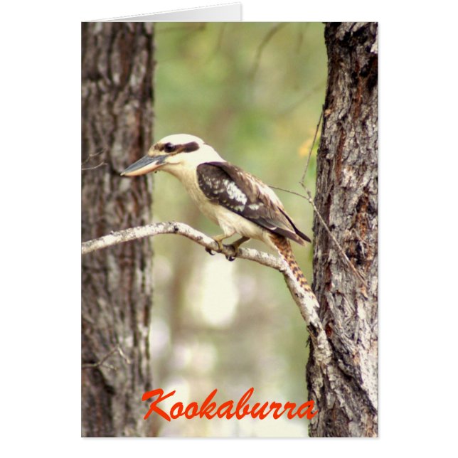 Cartão Kookaburra (Frente)