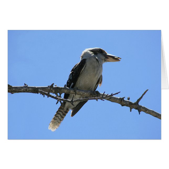 Cartão Kookaburra (Frente Horizontal)