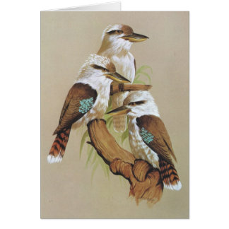 Cartão Kookaburra de riso - gigas do Dacelo