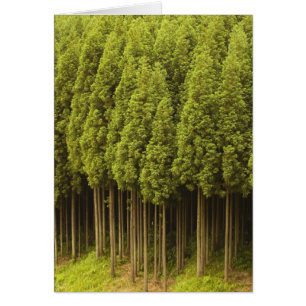 Cartão Koya Sugi Cedar Trees