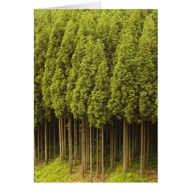 Cartão Koya Sugi Cedar Trees (Frente)