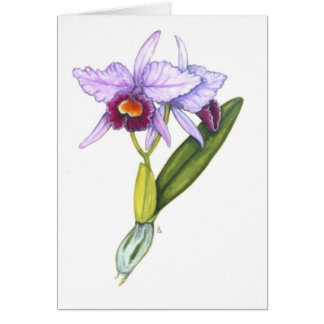 Cartão Labiata de Cattleya