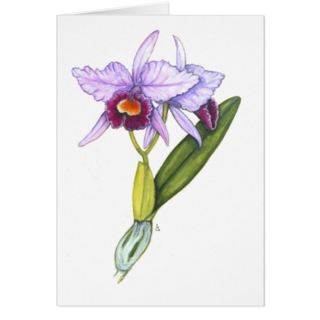 Cartão Labiata de Cattleya (Frente)