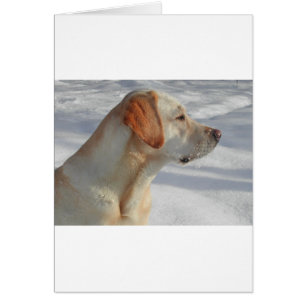 Cartão laboratório amarelo 4