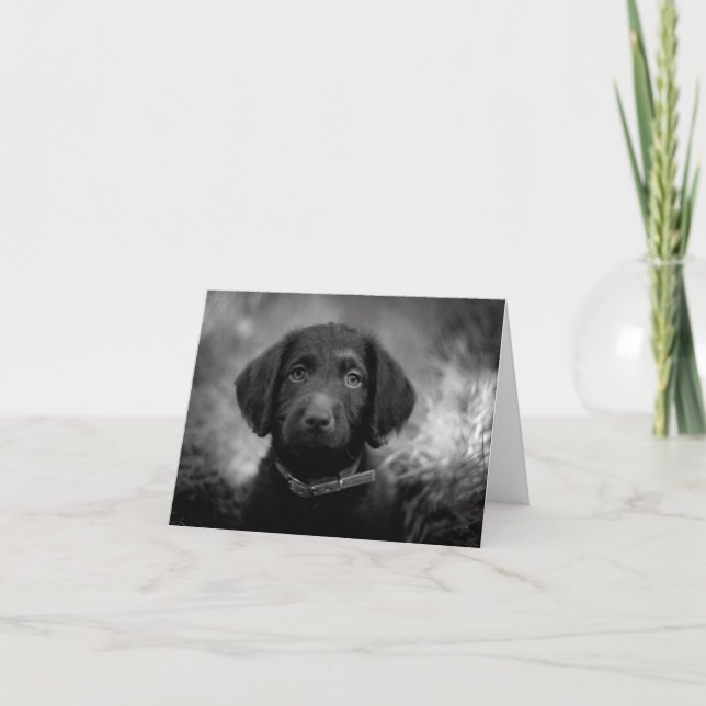 Cartão Labradoodle em B&W Notecard (Frente)