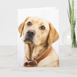 Cartão Labrador
