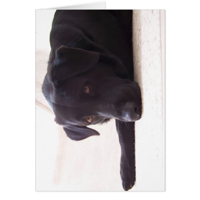 Cartão labrador (Frente)