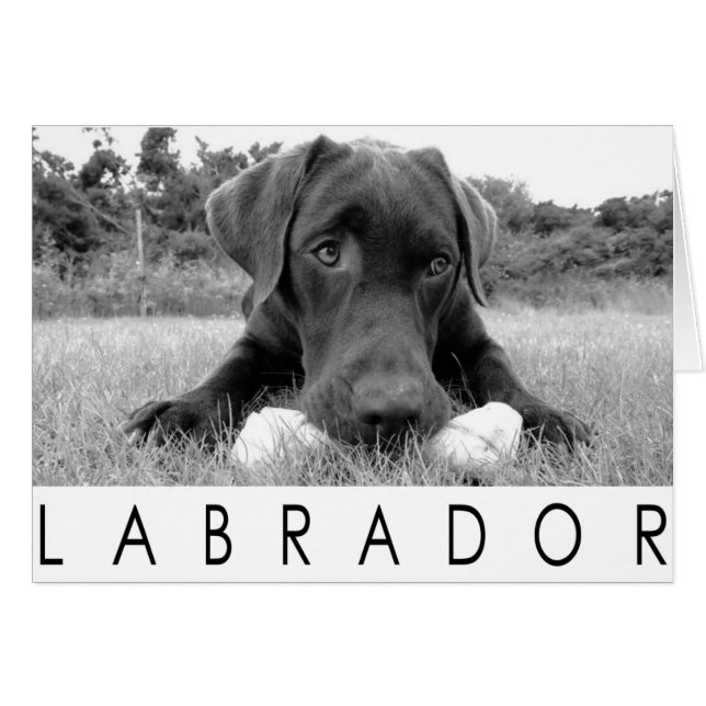 Cartão Labrador B&W (Frente Horizontal)