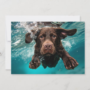 Cartão Labrador Chocolate Brincalhão Nadando Submerso