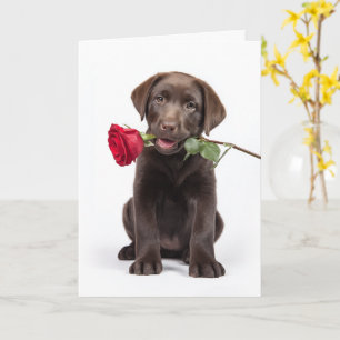 Cartão Labrador Chocolate do Dia dos Namorados