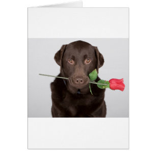 Cartão Labrador com Rosa