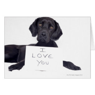 Cartão Labrador preto 13 meses