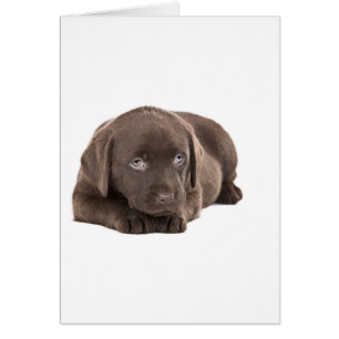 Cartão Labrador Puppy de Chocolate Bonito