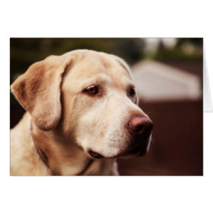 Cartão Labrador Retriever