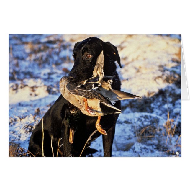 Cartão Labrador Retriever com Drake Mallard (Frente Horizontal)