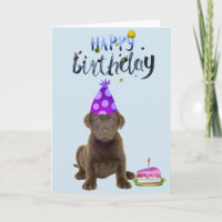 Labrador Retriever Lab Chocolate Filhote de Aniver