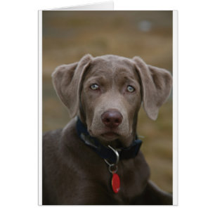 Cartão Labrador retriever na prata clara rara