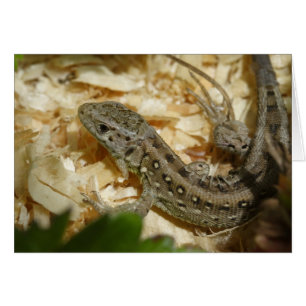 Cartão Lacerta agilis