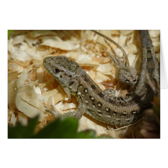 Cartão Lacerta agilis (Frente Horizontal)