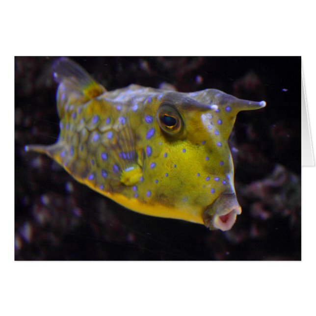 Cartão Lactoria cornuta (Frente horizontal)