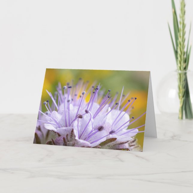 Cartão Lacy Phacelia Flower (Frente)