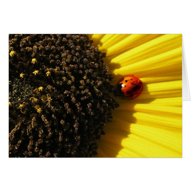 Cartão Ladybird em girassol (Frente Horizontal)