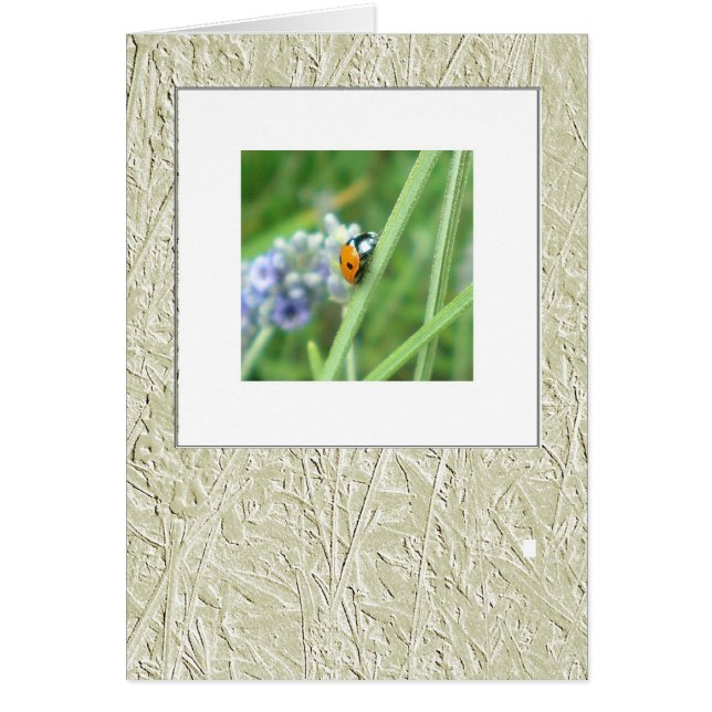 Cartão Ladybird num caule (Frente)