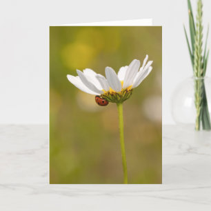 Cartão Ladybird on Oxeye Daisy - Greeting Card