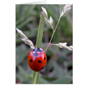 cartão Ladybug