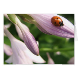 Cartão Ladybug