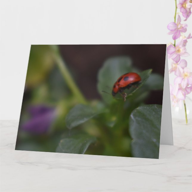Cartão Ladybug em Flores (Orquídea)
