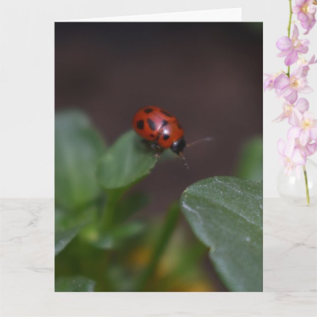 Cartão Ladybug em Flores (Orquídea)