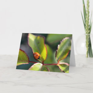 Cartão Ladybug greeting card, blank