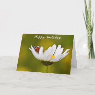 Cartão Ladybug in Oxeye Daisy Birthday Card
