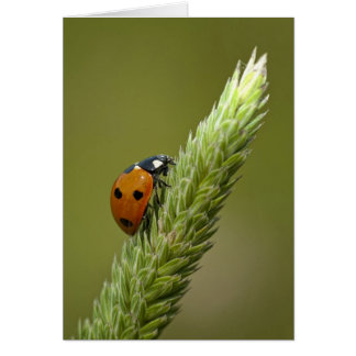 Cartão Ladybug Messenger