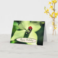 Ladybug No Aniversário Da Flor Dogwood