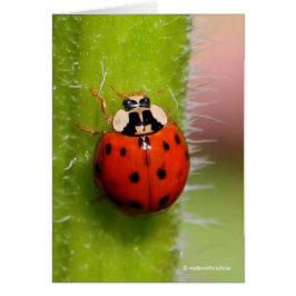 Cartão Ladybug no Sunflower Stalk