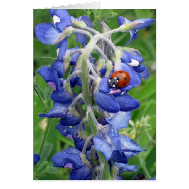 Cartão Ladybug no Texas Bluebonnet (Frente)
