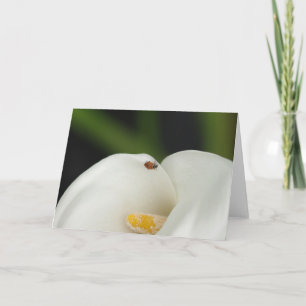 Cartão Ladybug on Calla Lily Greeting Card