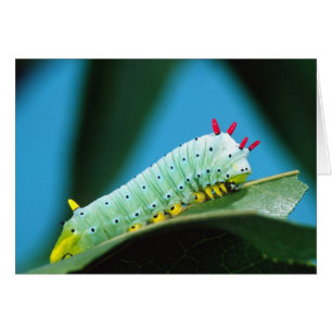Cartão Lagarta da Mariposa Prometeu, Callosamia